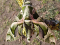 Oleander Hawk-moth